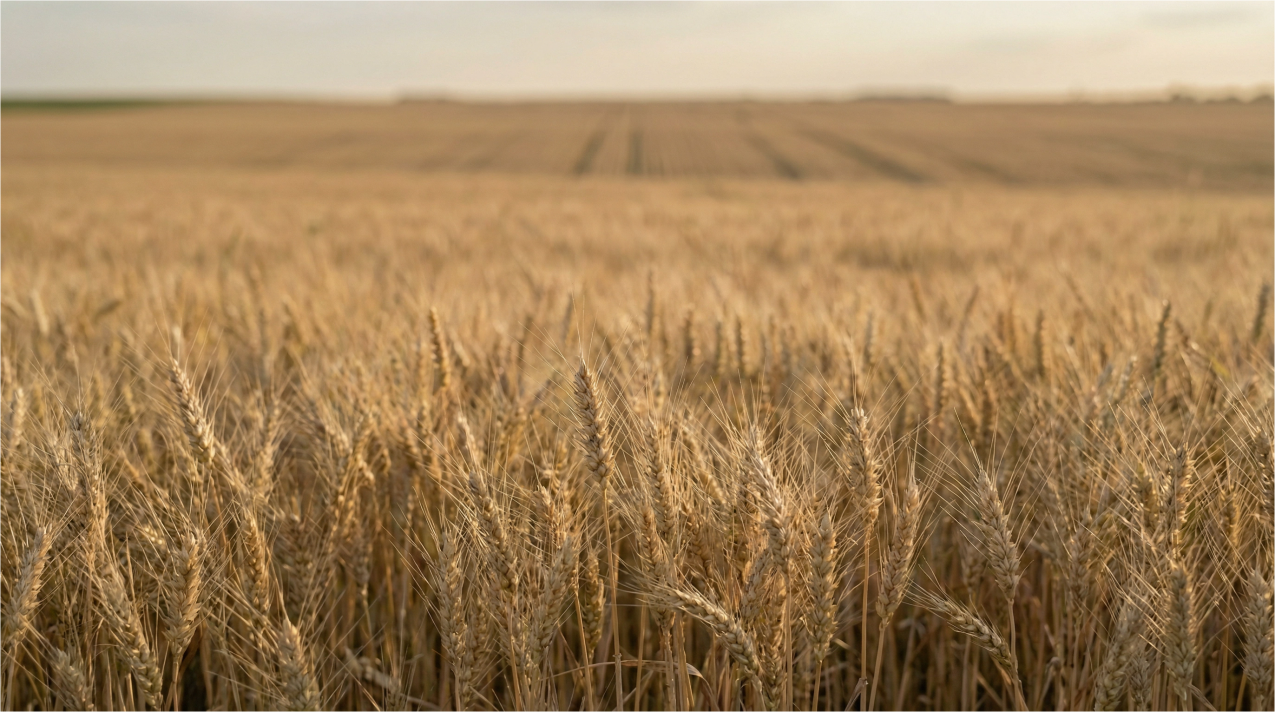 The Global Wheat Market: Supply, Demand, and What Drives Prices