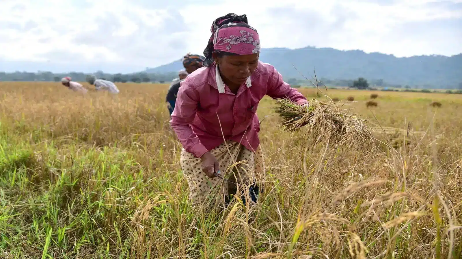 India Foodgrain Subsidies Signal Bearish WTO Compliance Risk
