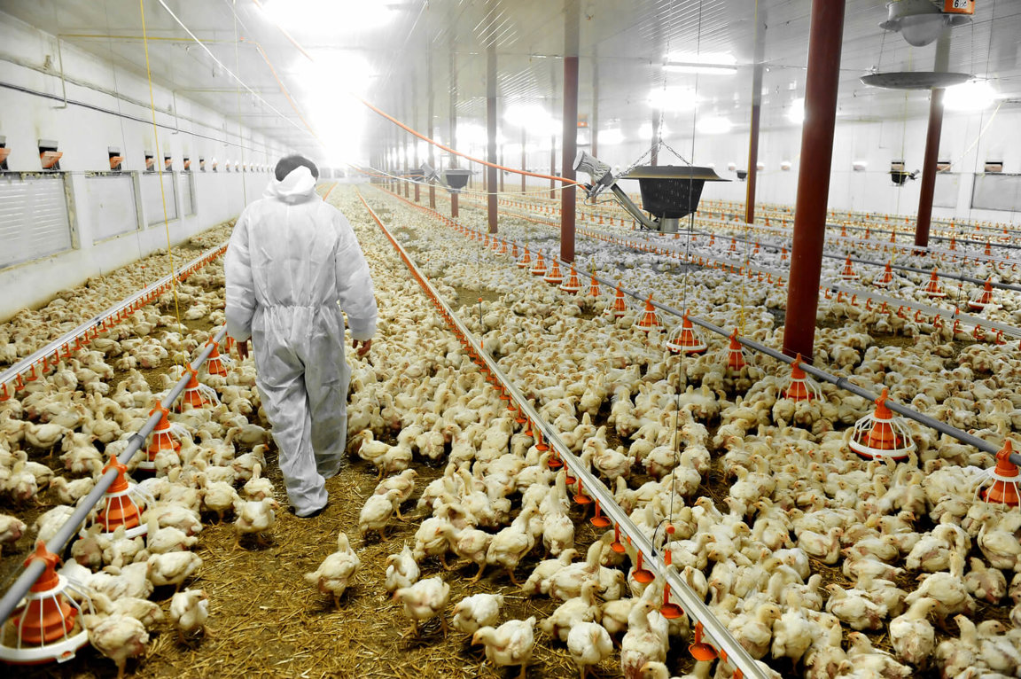China Poultry Production Drives Bullish 290 MT Feed Demand