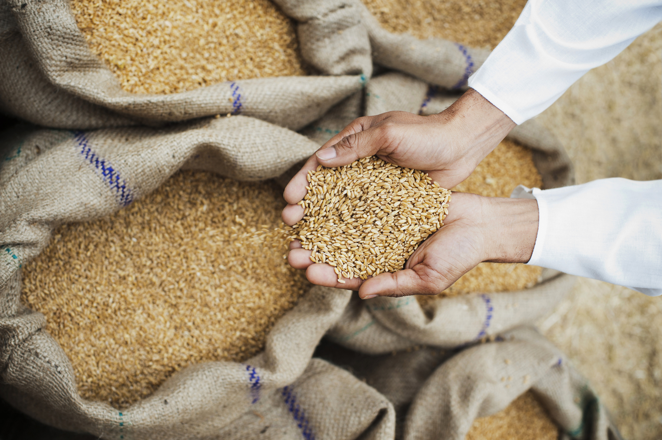 India Grain Surplus Signals Strengthening 602 LMT Buffer Amid 3 Key Export Shifts