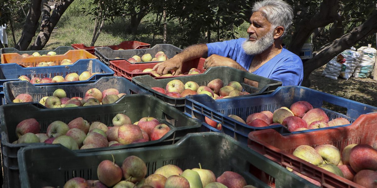 India New Zealand FTA Agriculture Safeguards Shield 80 Million Dairy Farmers