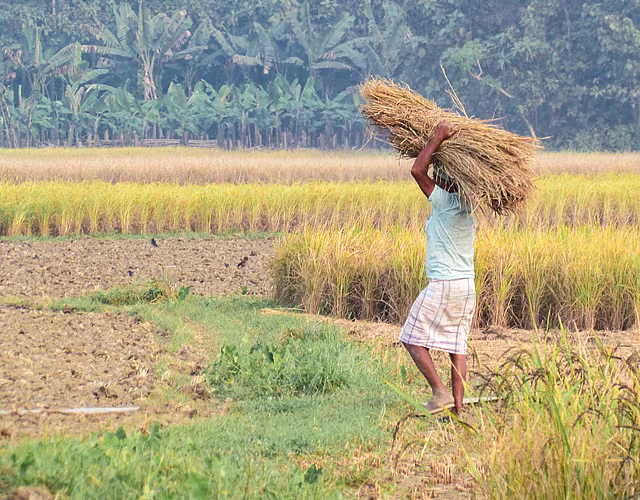 Global Agriculture Crisis Deepens as 3 Converging Risks Threaten 2026 Harvests