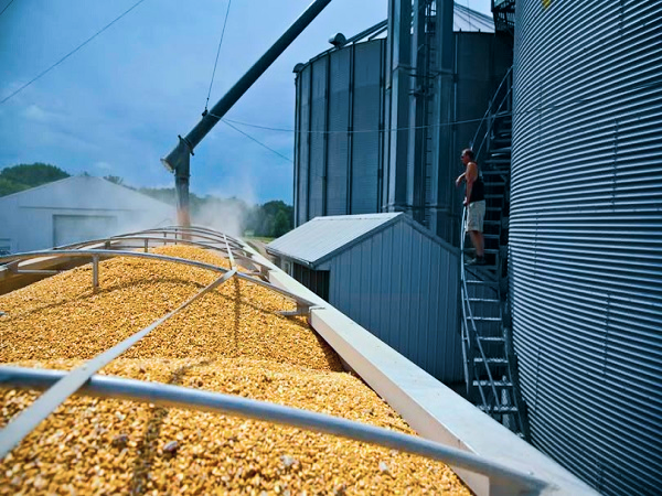 Global Grain Supply Signals Tightening Bearish Shift as Production Falls 25 MT in 2026-27