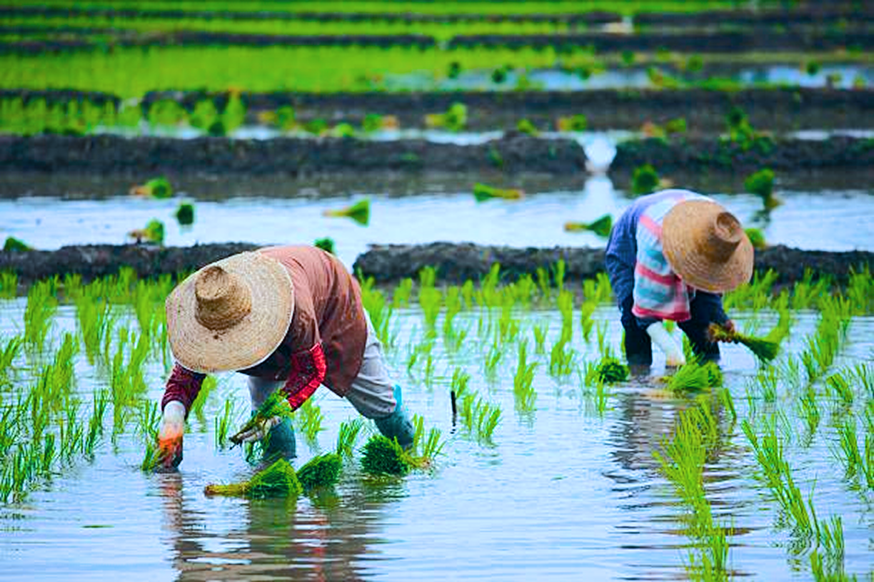 Rice Prices Rising as El Nino Drought Builds