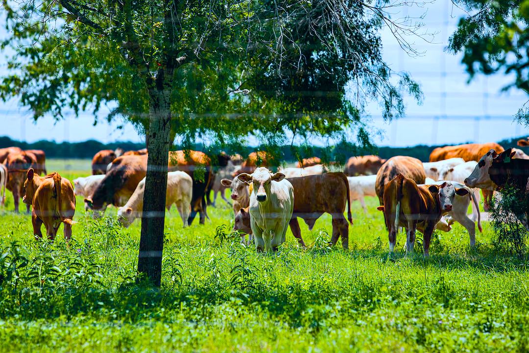New World Screwworm Signals Bearish $745M Cattle Risk