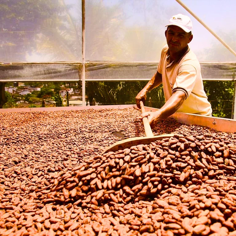 Cocoa Crisis