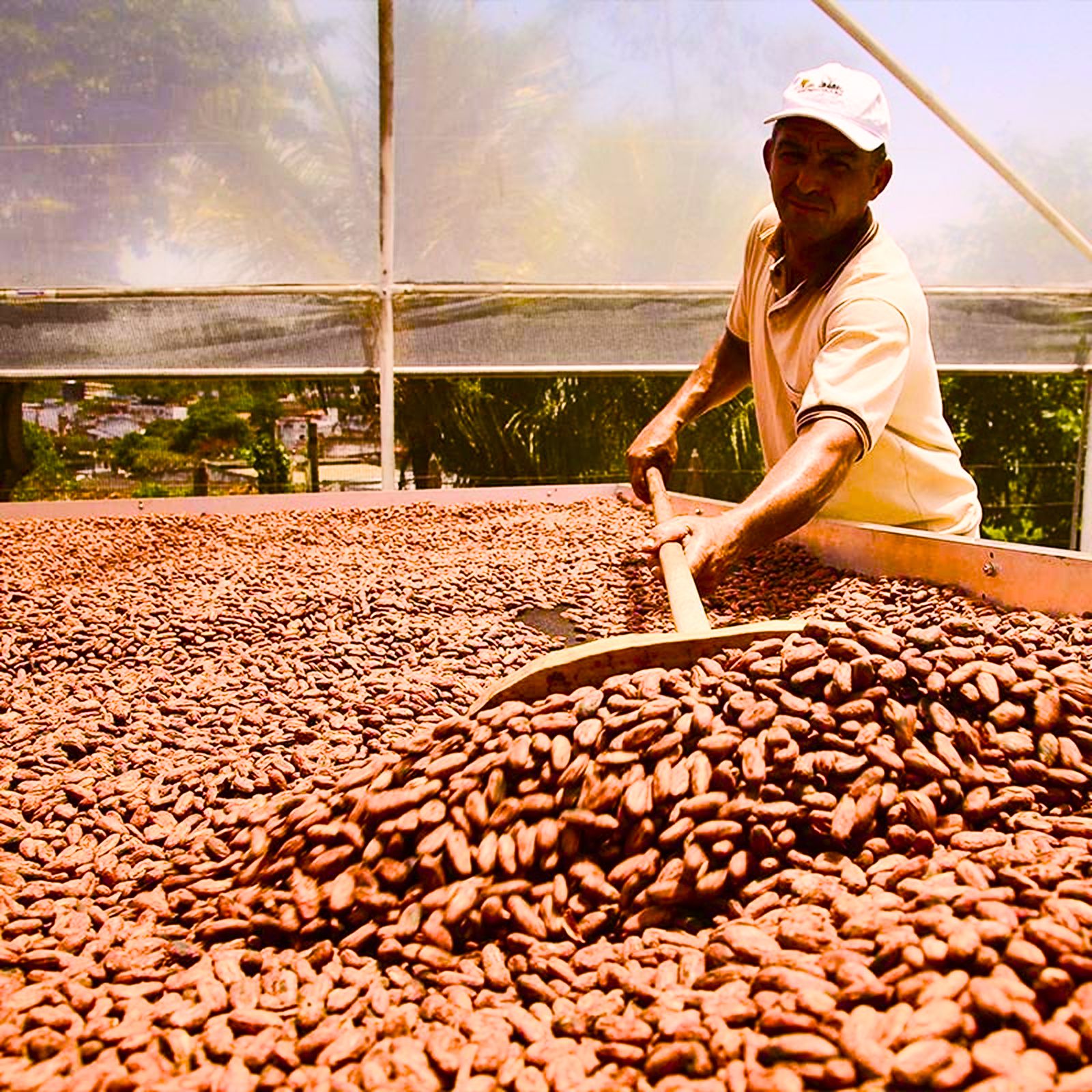 Beyond the Cocoa Crisis: Why Your Daily Chocolate Bar Is Getting Smaller, More Expensive, and Tastes Different?