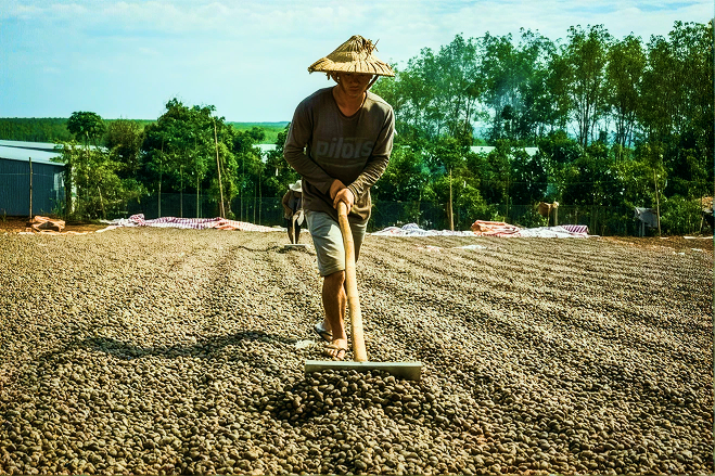 From Tree to Treat: The Hidden World of Raw Cashew Nut Origins